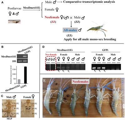 Frontiers Full Functional Sex Reversal Achieved Through Silencing Of